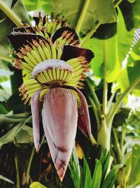 Close-up of flowering plant