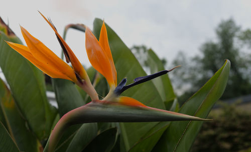 Close-up of orange flowering plant