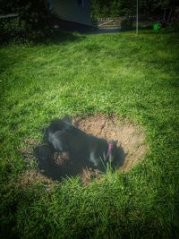 Dog relaxing on grass