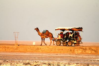 People riding horse cart against sky