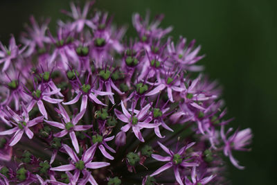 Close-up of purple flowering plant