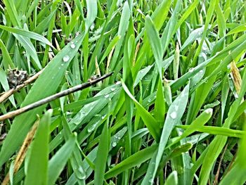 Full frame shot of green grass