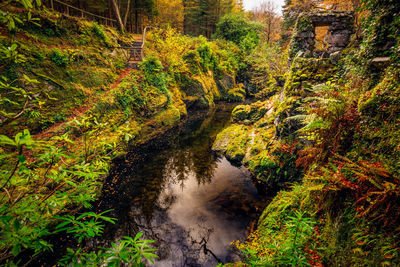 Plants growing by river stream in forest