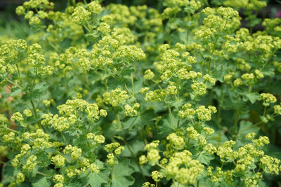 Full frame shot of plants growing on field