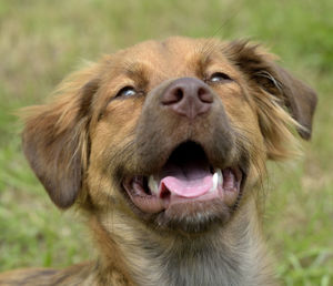 Close-up of dog looking away