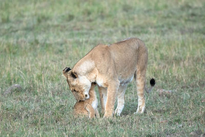 Full length of lioness with cub standing on field