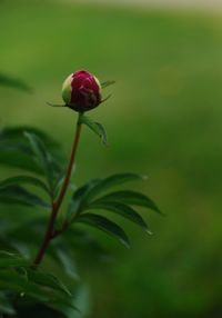 Close-up of red rose