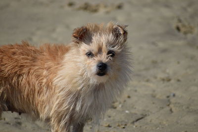 Portrait of dog on beach