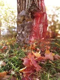 Close-up of tree trunk during autumn