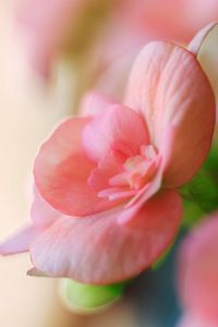 Close-up of pink flower