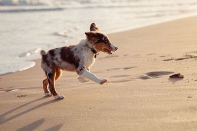 Full length of a dog running on beach