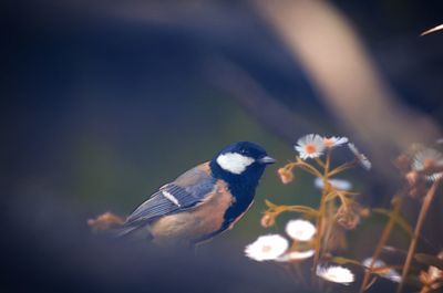 Close-up of bird flying