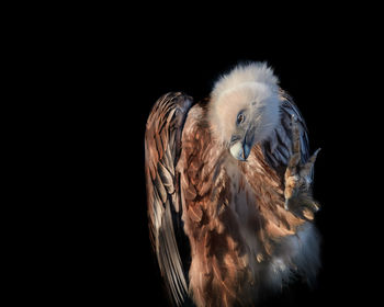 Close-up of vulture against black background