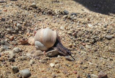 Close-up of crab on sand