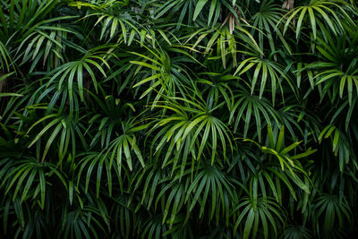 Full frame shot of palm trees