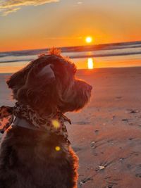 Portrait of a dog on beach during sunset