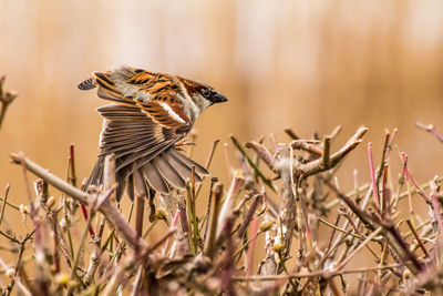 Male house sparrow or passer domesticus is a bird of the sparrow family passeridae