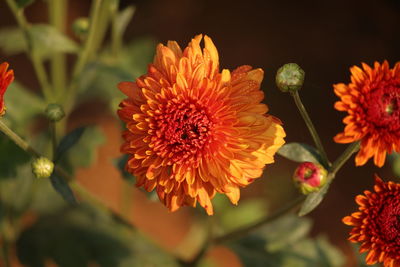 Close-up of orange flowers blooming outdoors