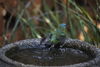 Close-up of bird perching on a lake