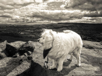 Close-up of sheep against sky