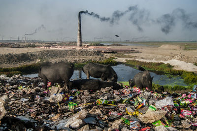 Goats and raven on garbage field against factory emitting smoke