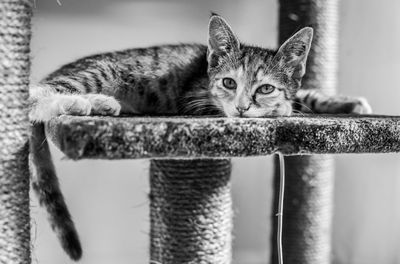 Kitten, eyes open, laying on cat tower platform. 