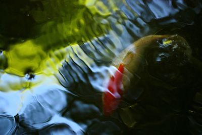 Close-up of fish swimming in aquarium