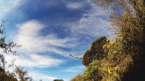 Low angle view of tree against sky