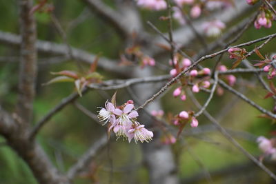 Close-up of pink cherry blossoms in spring