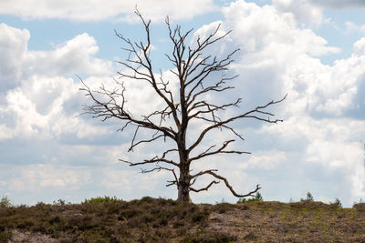 Bare tree on a heather field against sky