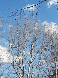 Low angle view of bare trees against blue sky