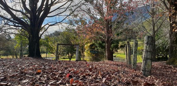 Trees on field during autumn