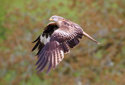 Close-up of eagle flying