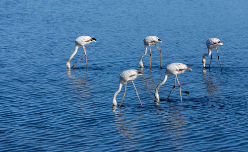 Flamingos in sea