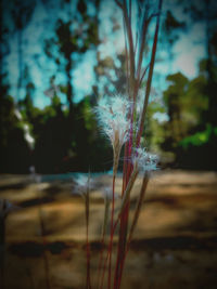 Close-up of dandelion growing on field