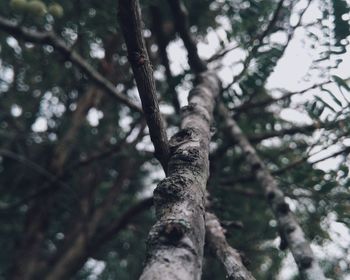 Low angle view of tree in forest against sky