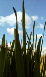 Low angle view of plants against sky