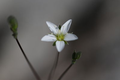 Close-up of white flowers blooming outdoors