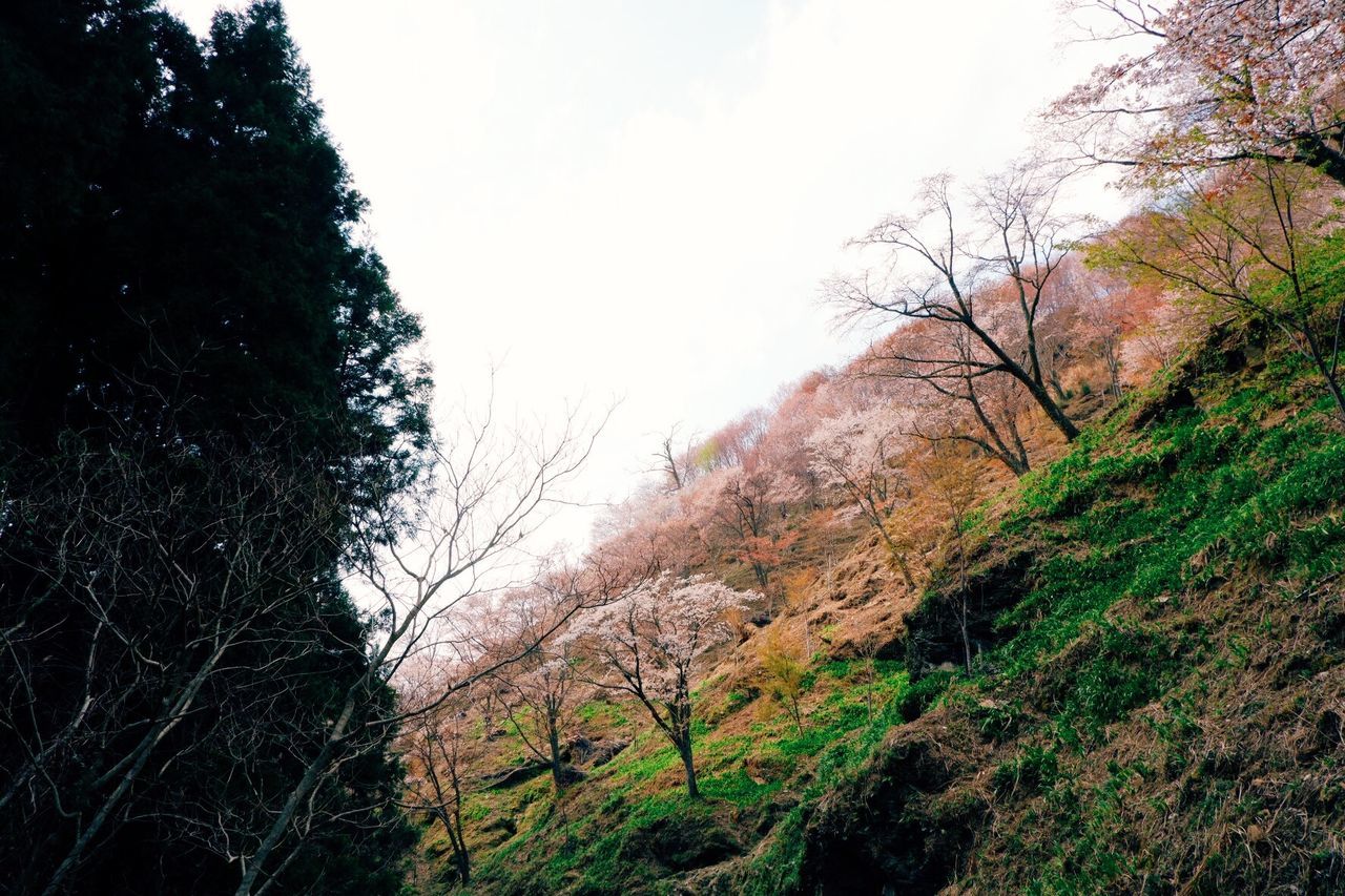 tree, plant, sky, nature, tranquility, tranquil scene, beauty in nature, no people, growth, day, land, scenics - nature, environment, forest, landscape, outdoors, non-urban scene, clear sky, branch, autumn