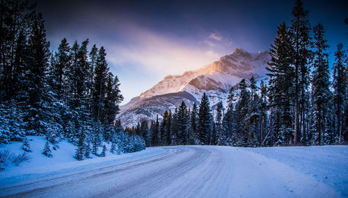 Pine trees on snow covered mountain against sky