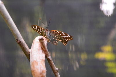 Close-up of butterfly perching on leaf