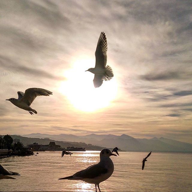 bird, animal themes, flying, animals in the wild, spread wings, wildlife, sunset, mid-air, sky, seagull, sun, cloud - sky, nature, silhouette, water, beauty in nature, outdoors, sunlight, cloud, no people