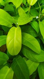 Close-up of green leaves