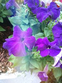 Close-up of purple flowers