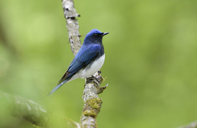 Close-up of bird perching on branch