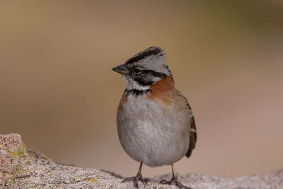 Close-up of bird perching on rock