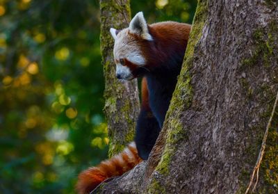 View of squirrel on tree