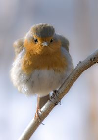 Close-up of bird perching outdoors