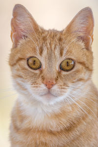 Portrait of cat