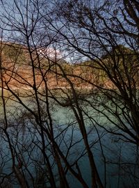 Low angle view of bare trees in forest